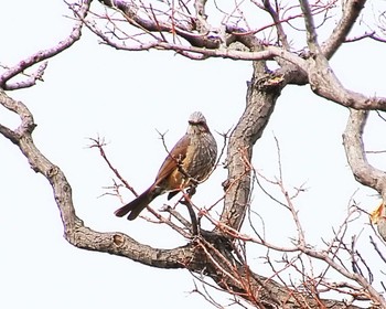 Brown-eared Bulbul 万代池 Fri, 4/5/2024