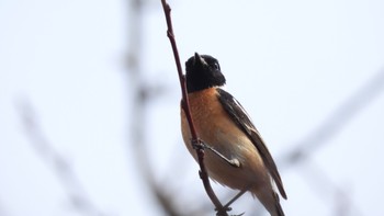 Amur Stonechat Senjogahara Marshland Sat, 4/13/2024