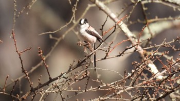 Long-tailed Tit Senjogahara Marshland Sat, 4/13/2024