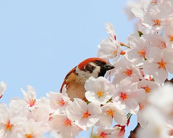 Eurasian Tree Sparrow 万代池 Fri, 4/5/2024