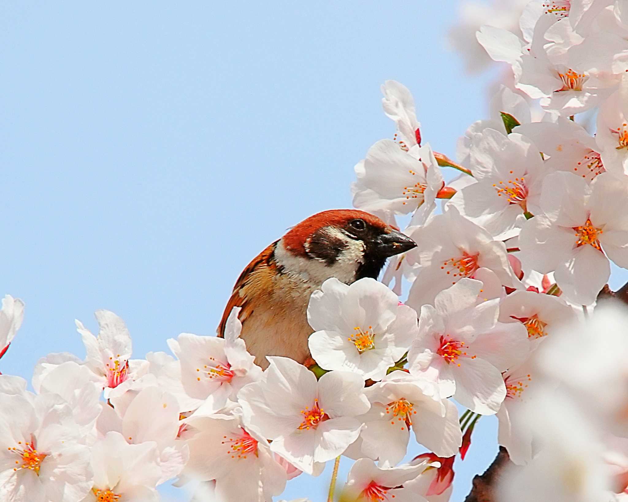 Photo of Eurasian Tree Sparrow at 万代池 by Ken Mimura