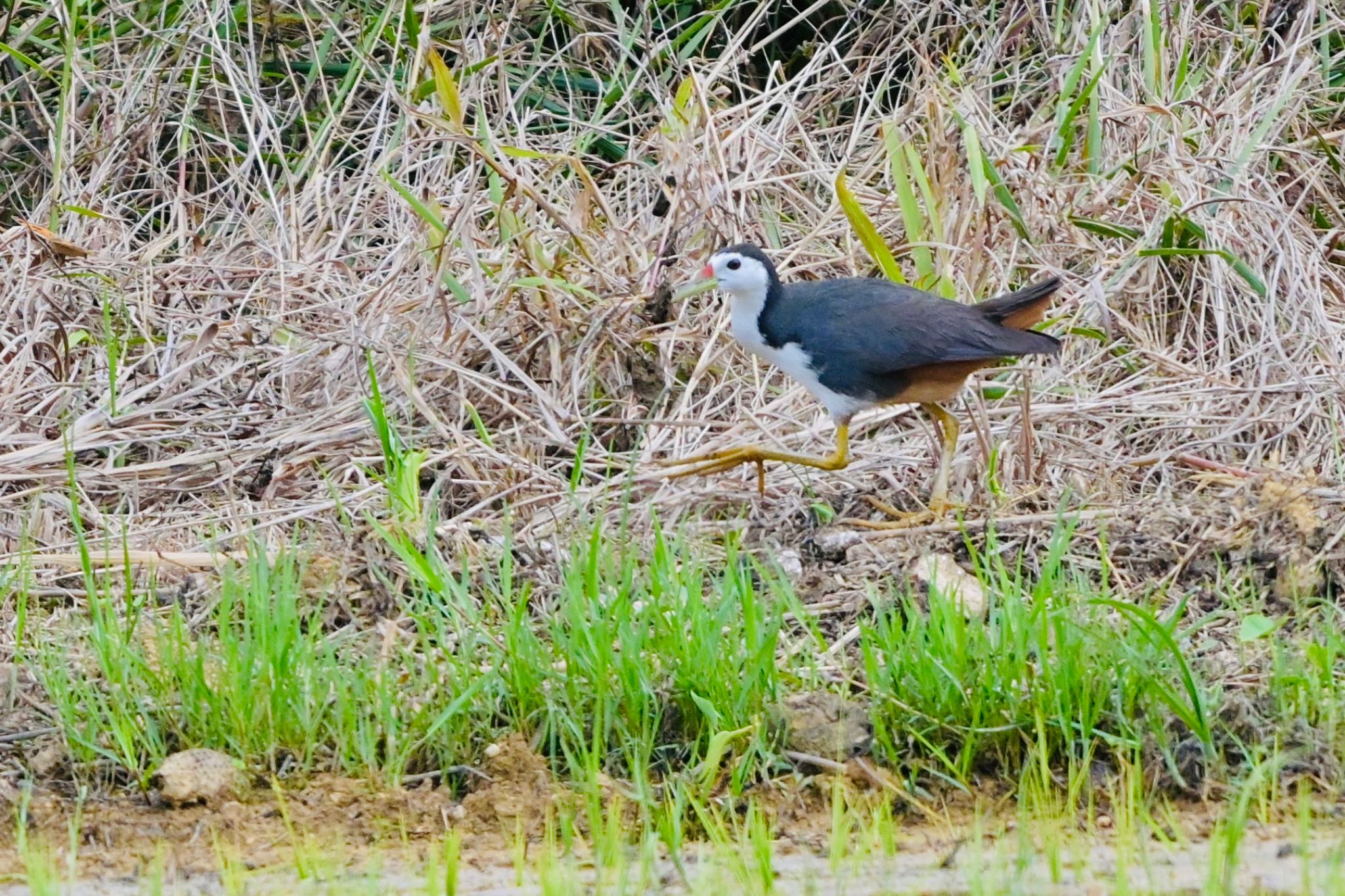 Photo of White-breasted Waterhen at  by 美妃8