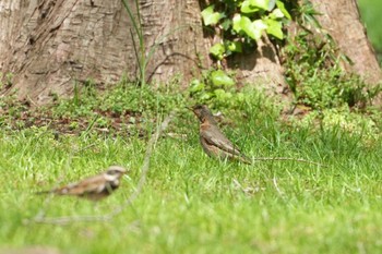 Naumann's Thrush Mizumoto Park Sat, 4/13/2024