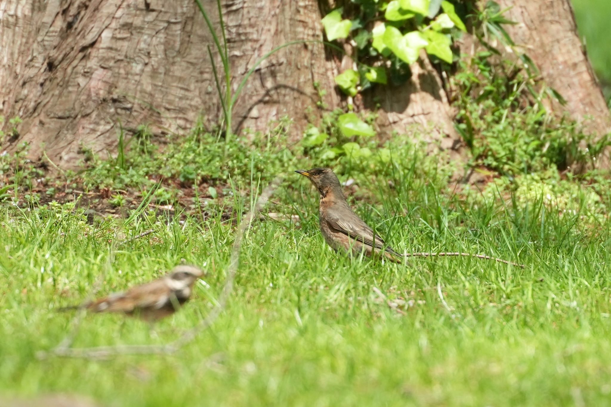 Photo of Naumann's Thrush at Mizumoto Park by あらどん