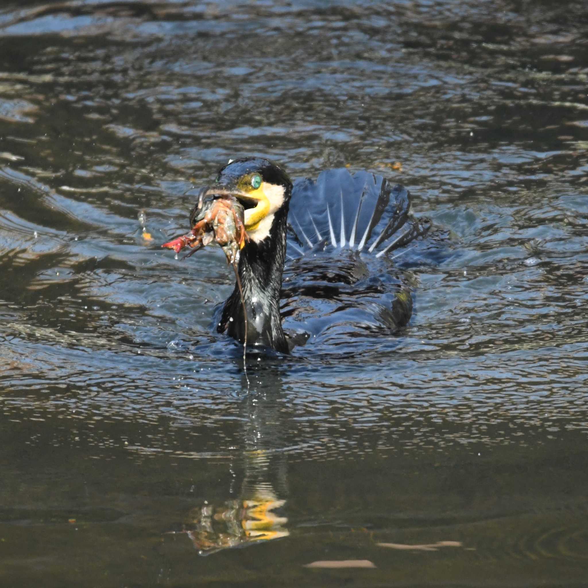 平戸永谷川(横浜市) カワウの写真 by エスパシオ