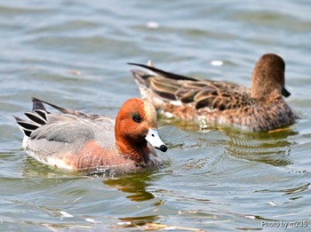 Eurasian Wigeon Isanuma Sat, 4/13/2024