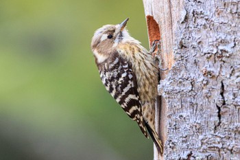 Japanese Pygmy Woodpecker Akashi Park Sun, 3/10/2024