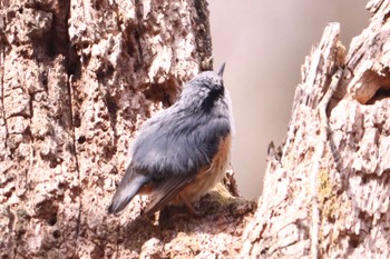 Eurasian Nuthatch Hayatogawa Forest Road Sat, 4/13/2024