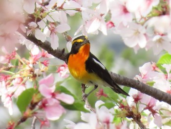 2024年4月13日(土) 大阪城公園の野鳥観察記録