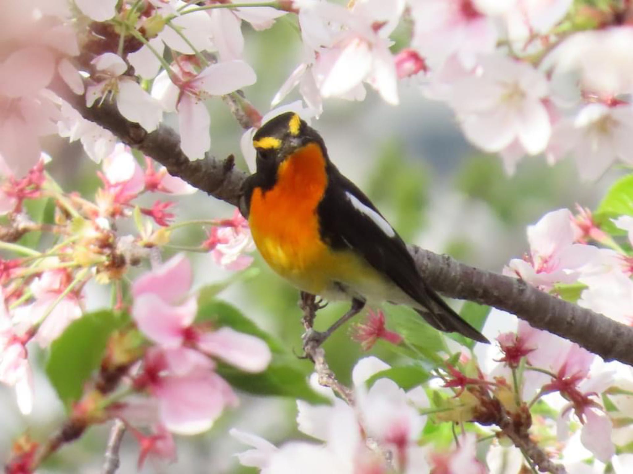 大阪城公園 キビタキの写真 by えりにゃん店長