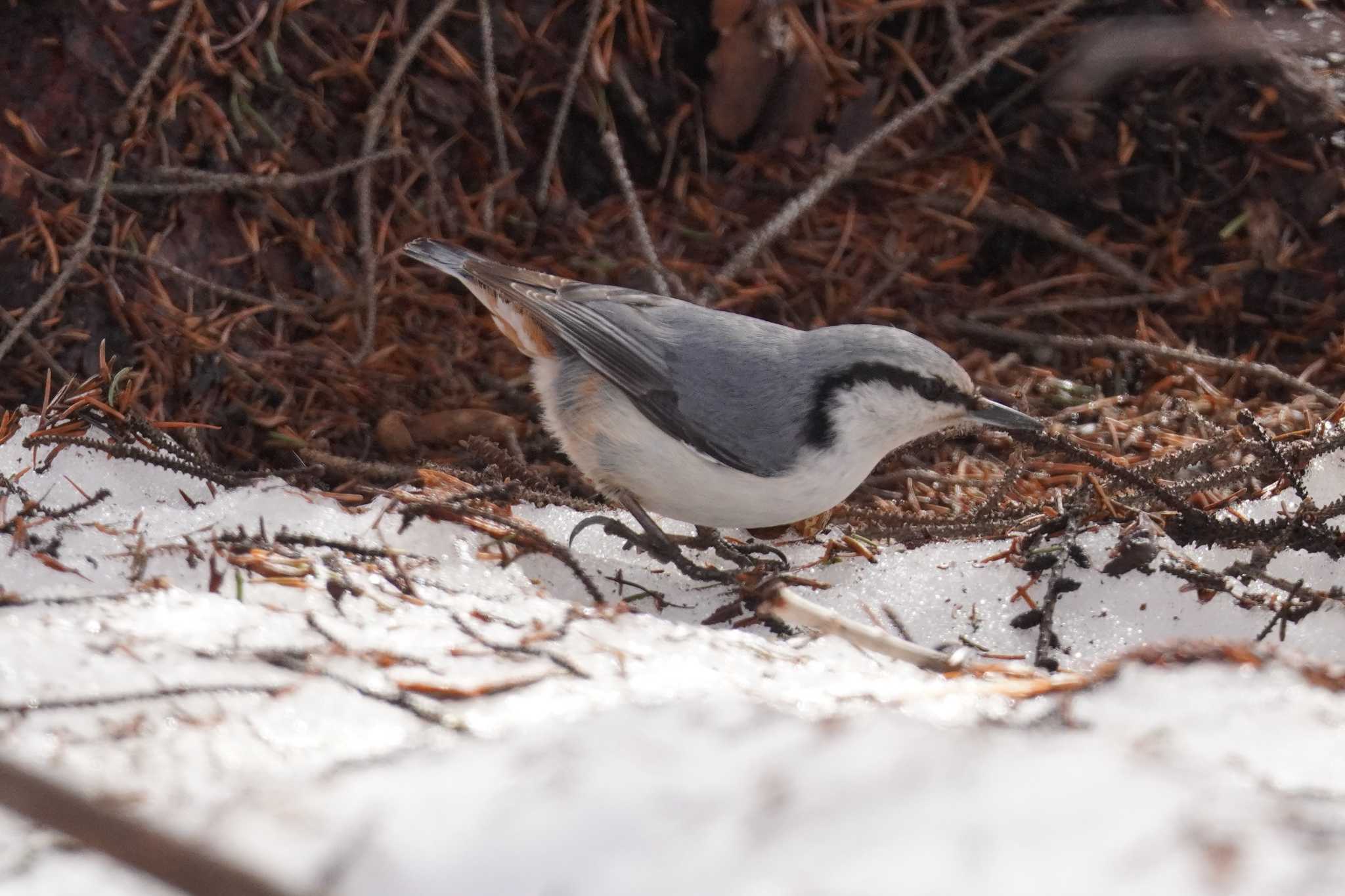 Photo of Eurasian Nuthatch(asiatica) at Asahiyama Memorial Park by くまちん