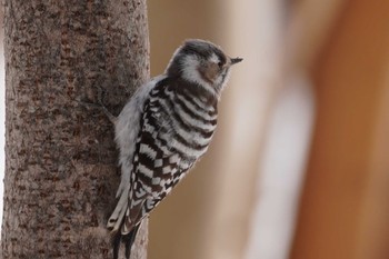 Japanese Pygmy Woodpecker Asahiyama Memorial Park Sat, 3/30/2024