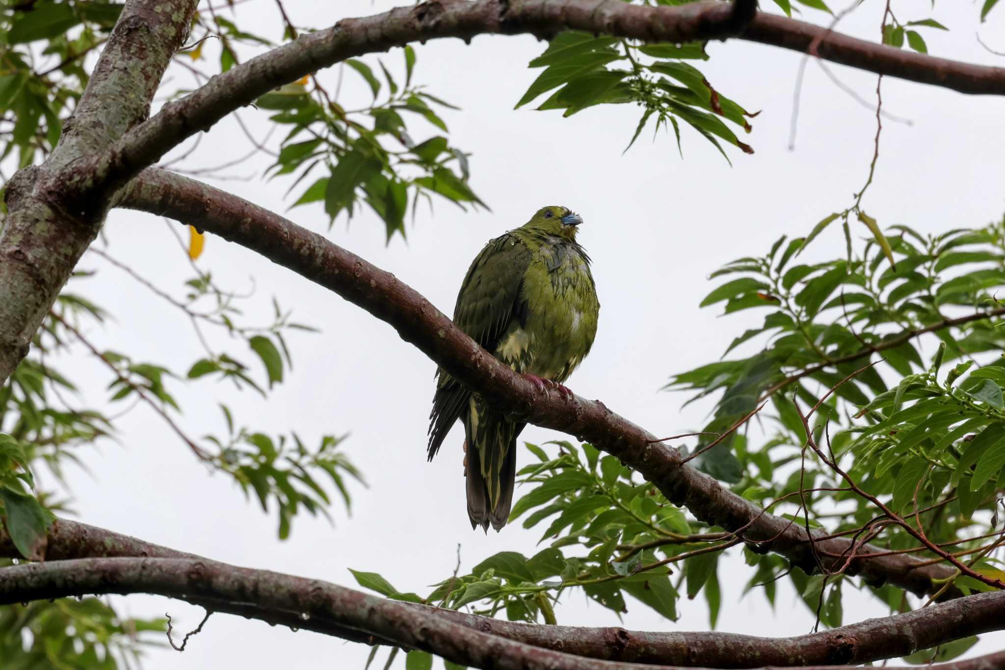 Photo of Ryukyu Green Pigeon at Kunigamison by トビトチヌ