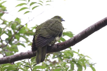 Ryukyu Green Pigeon Kunigamison Fri, 4/5/2024