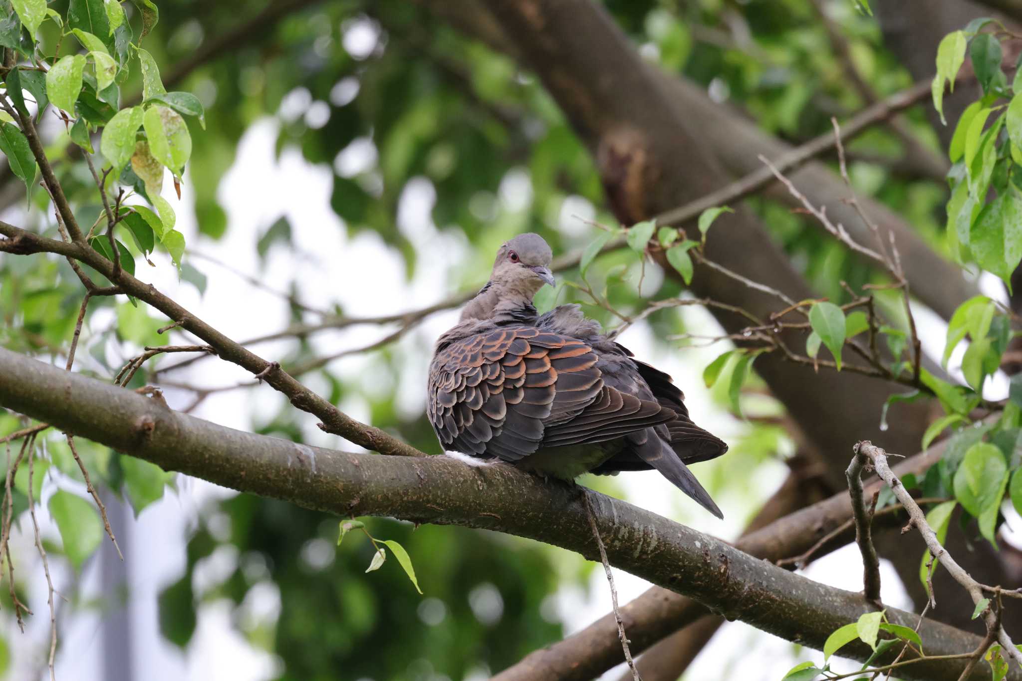 Photo of Oriental Turtle Dove(stimpsoni) at Kunigamison by トビトチヌ