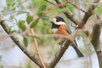 Varied Tit 丸火自然公園 Sat, 4/13/2024