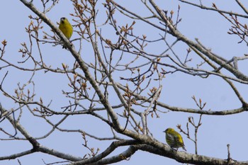 マヒワ 丸火自然公園 2024年4月13日(土)