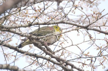 White-bellied Green Pigeon 丸火自然公園 Sat, 4/13/2024