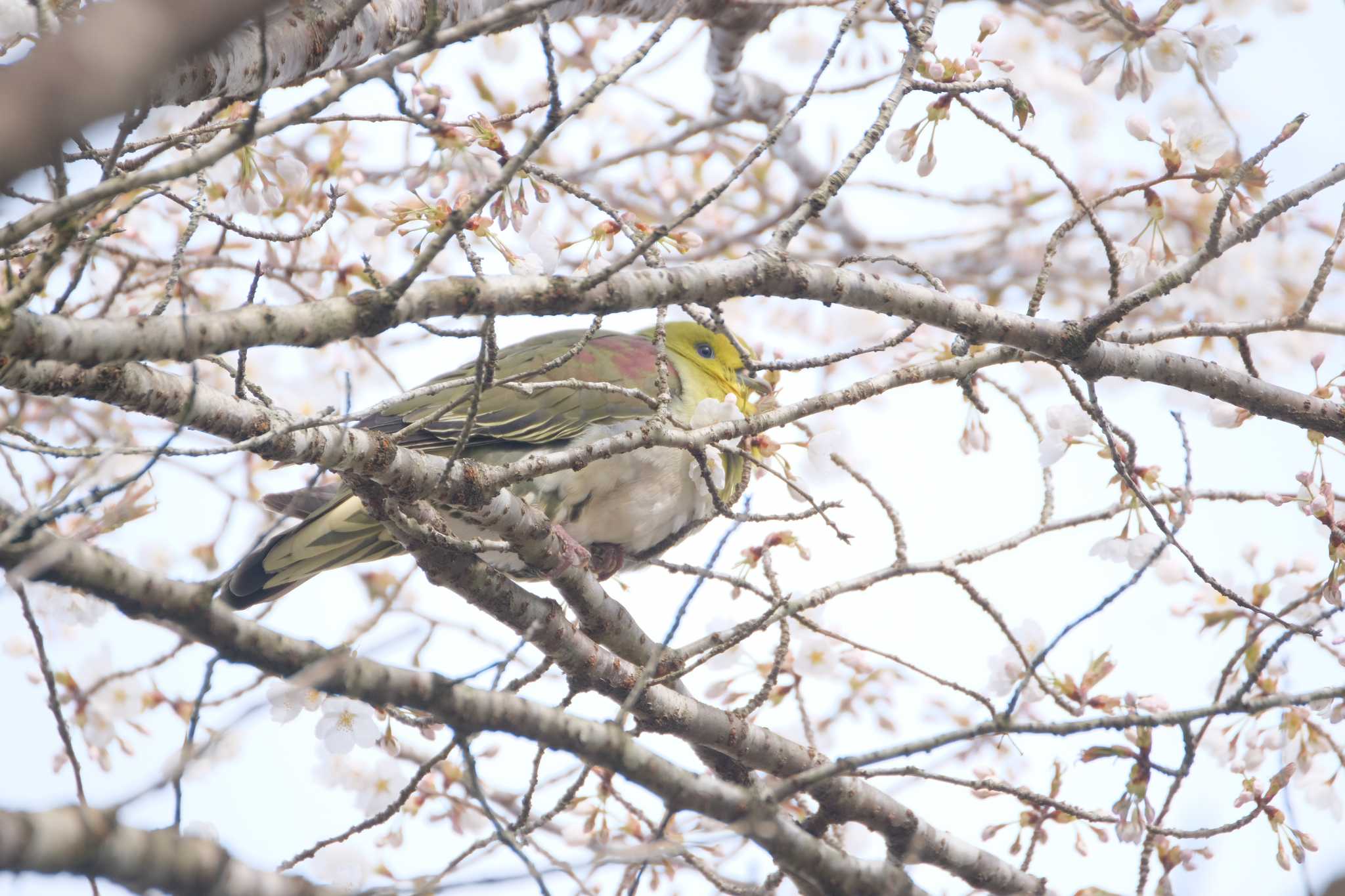 White-bellied Green Pigeon