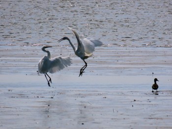 Great Egret Fujimae Tidal Flat Fri, 4/12/2024