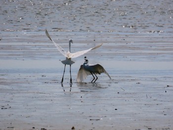 Great Egret Fujimae Tidal Flat Fri, 4/12/2024