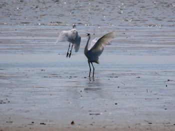 Great Egret Fujimae Tidal Flat Fri, 4/12/2024