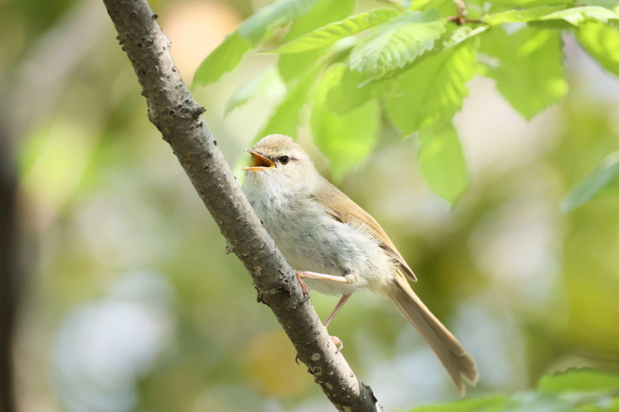 Photo of Japanese Bush Warbler at 横浜市公園 by カルル