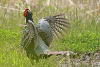 Green Pheasant コウノトリの里(野田市) Thu, 4/11/2024