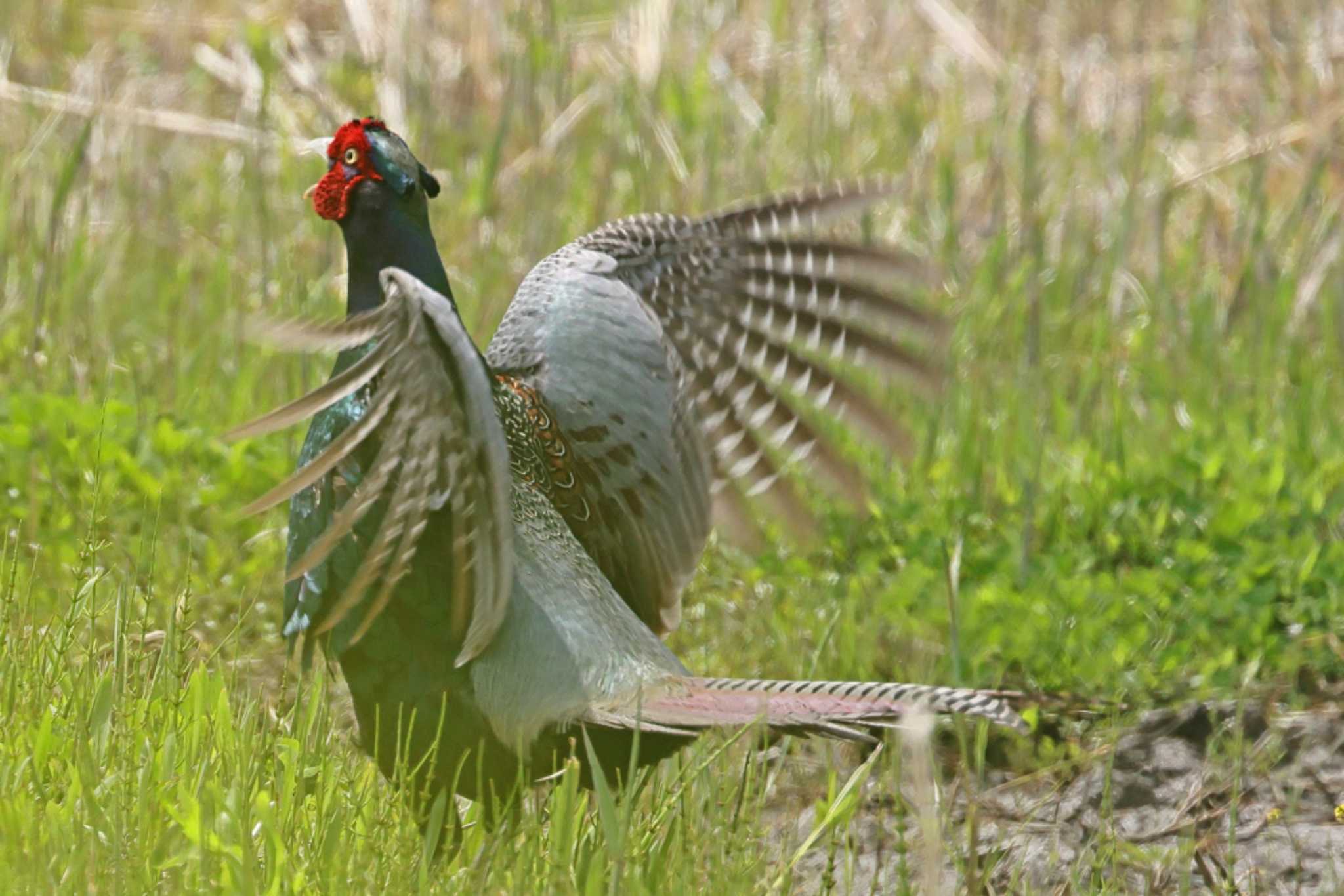 Photo of Green Pheasant at コウノトリの里(野田市) by yasu