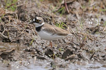 コチドリ コウノトリの里(野田市) 2024年4月11日(木)