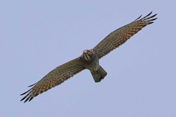 Grey-faced Buzzard コウノトリの里(野田市) Thu, 4/11/2024