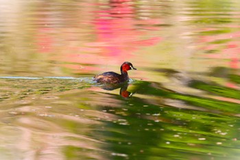 Little Grebe Machida Yakushiike Park Sun, 4/14/2024