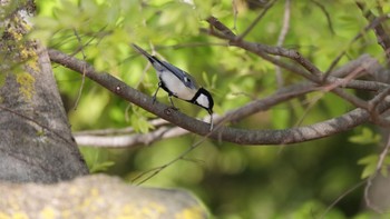 Japanese Tit Osaka Tsurumi Ryokuchi Sun, 4/14/2024