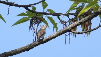 Asian Brown Flycatcher Osaka Tsurumi Ryokuchi Sun, 4/14/2024