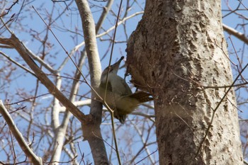 Grey-headed Woodpecker Unknown Spots Sun, 4/14/2024