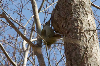 Grey-headed Woodpecker Unknown Spots Sun, 4/14/2024