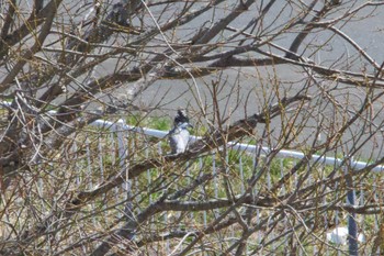 Crested Kingfisher Unknown Spots Sun, 4/14/2024