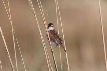 Zitting Cisticola 恩田川(小山町付近) Sun, 4/14/2024