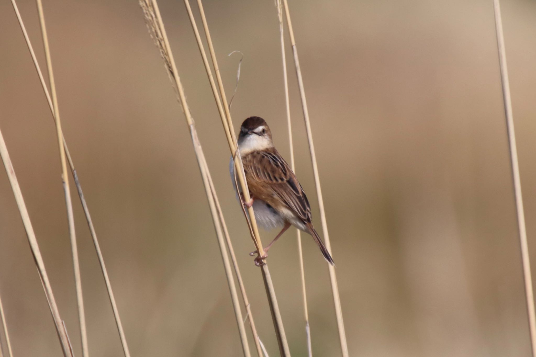 Photo of Zitting Cisticola at 恩田川(小山町付近) by Jiateng 三保