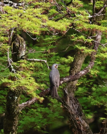 ヒヨドリ 京都植物園 2024年4月13日(土)