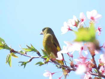 Grey-capped Greenfinch 大阪南部 Sun, 4/14/2024