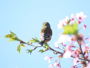 Sun, 4/14/2024 Birding report at 大阪南部