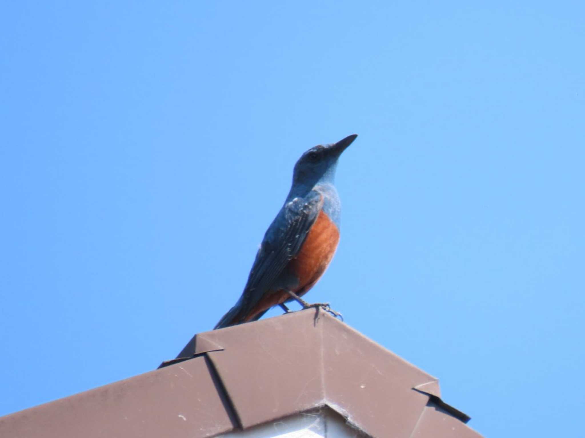 Photo of Blue Rock Thrush at 大阪南部 by れもん