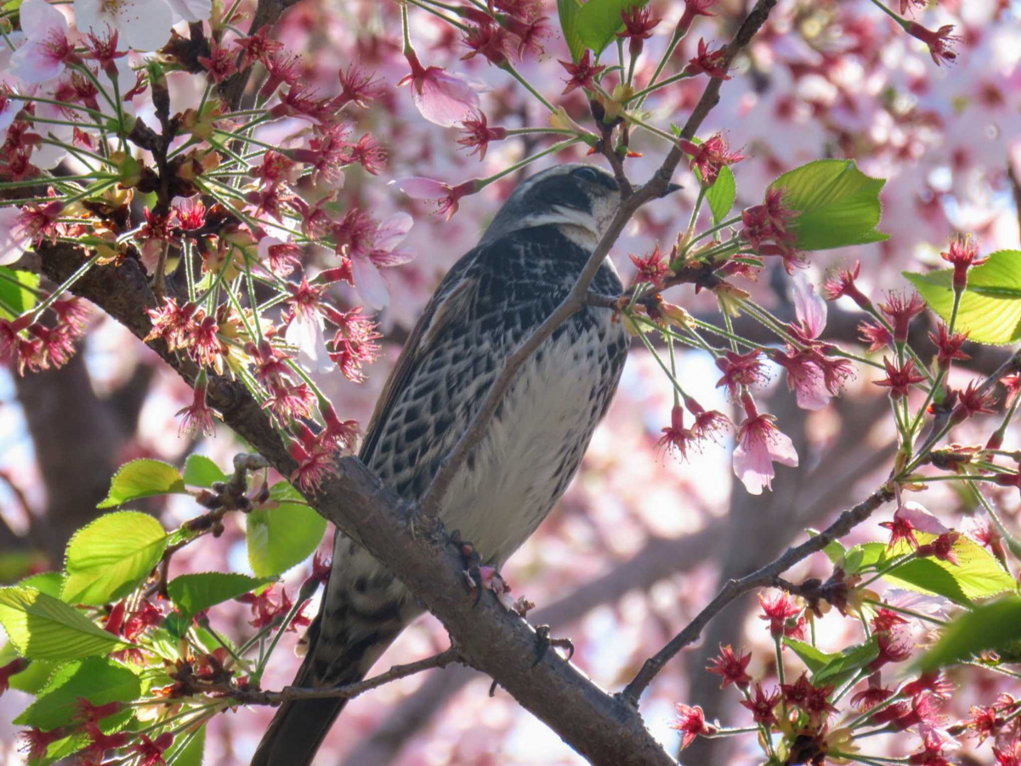 Photo of Dusky Thrush at 大阪南部 by れもん