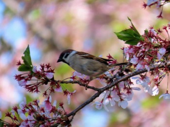 Eurasian Tree Sparrow 大阪南部 Sun, 4/14/2024