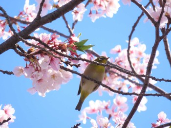 Warbling White-eye 大阪南部 Sun, 4/14/2024