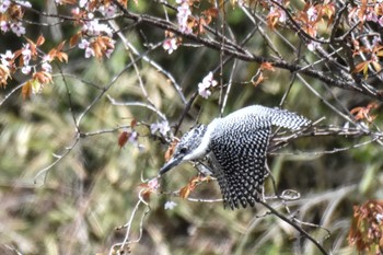 Crested Kingfisher 奈良 Sat, 4/13/2024
