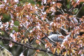 Crested Kingfisher 奈良 Sat, 4/13/2024