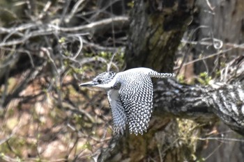 Crested Kingfisher 奈良 Sat, 4/13/2024