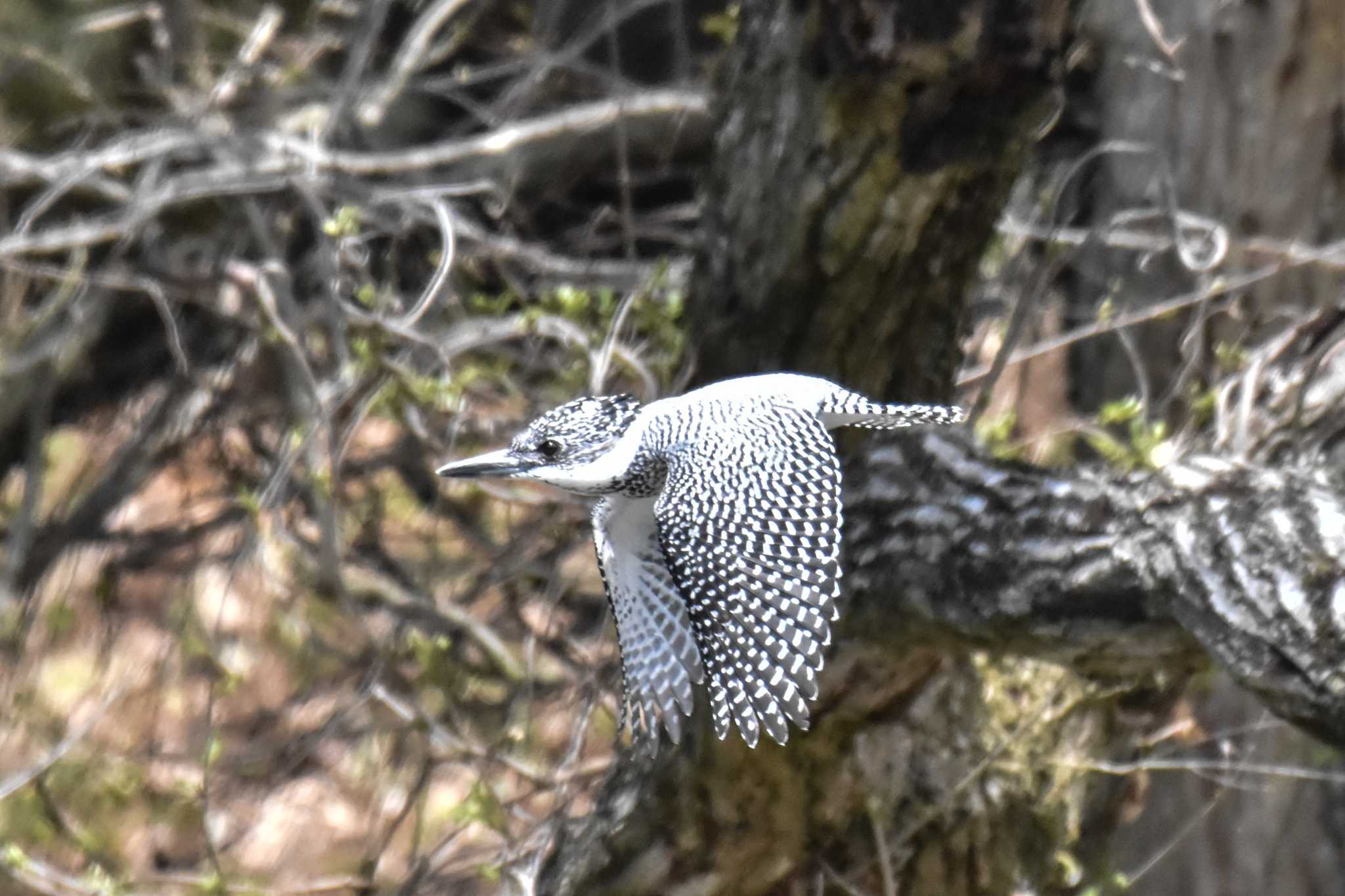 Photo of Crested Kingfisher at 奈良 by ひないつ☃️ⓨⓤⓚⓘ達磨改